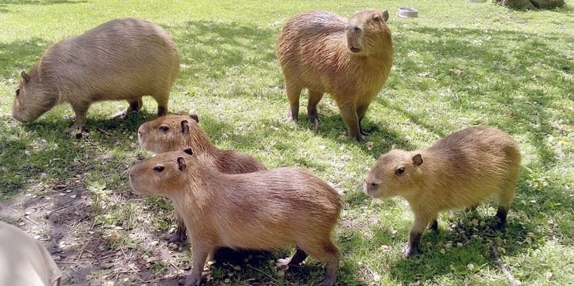 Can’t see the resemblance? The Capybaras really rock silly – The South ...