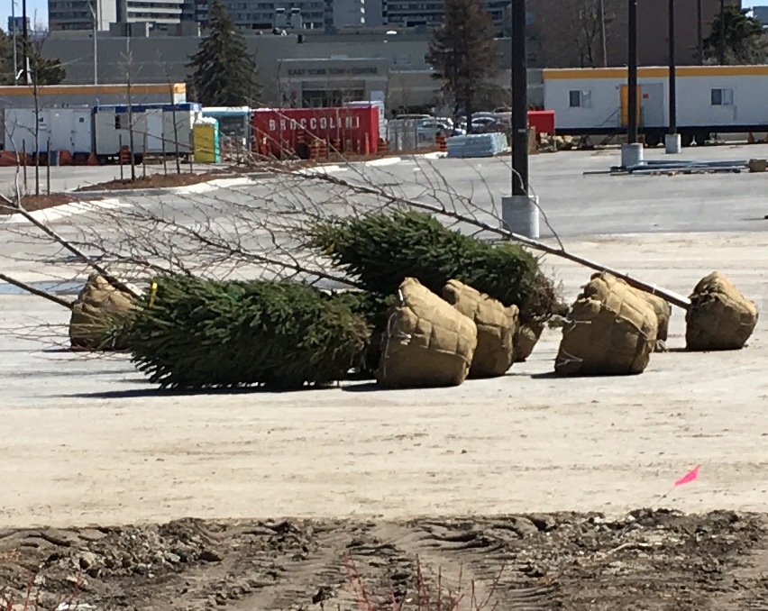 Landscaping is underway at new Costco on Overlea Blvd. The South