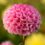 Summer bulb spectacular w/Leaside Garden Society Mar 14