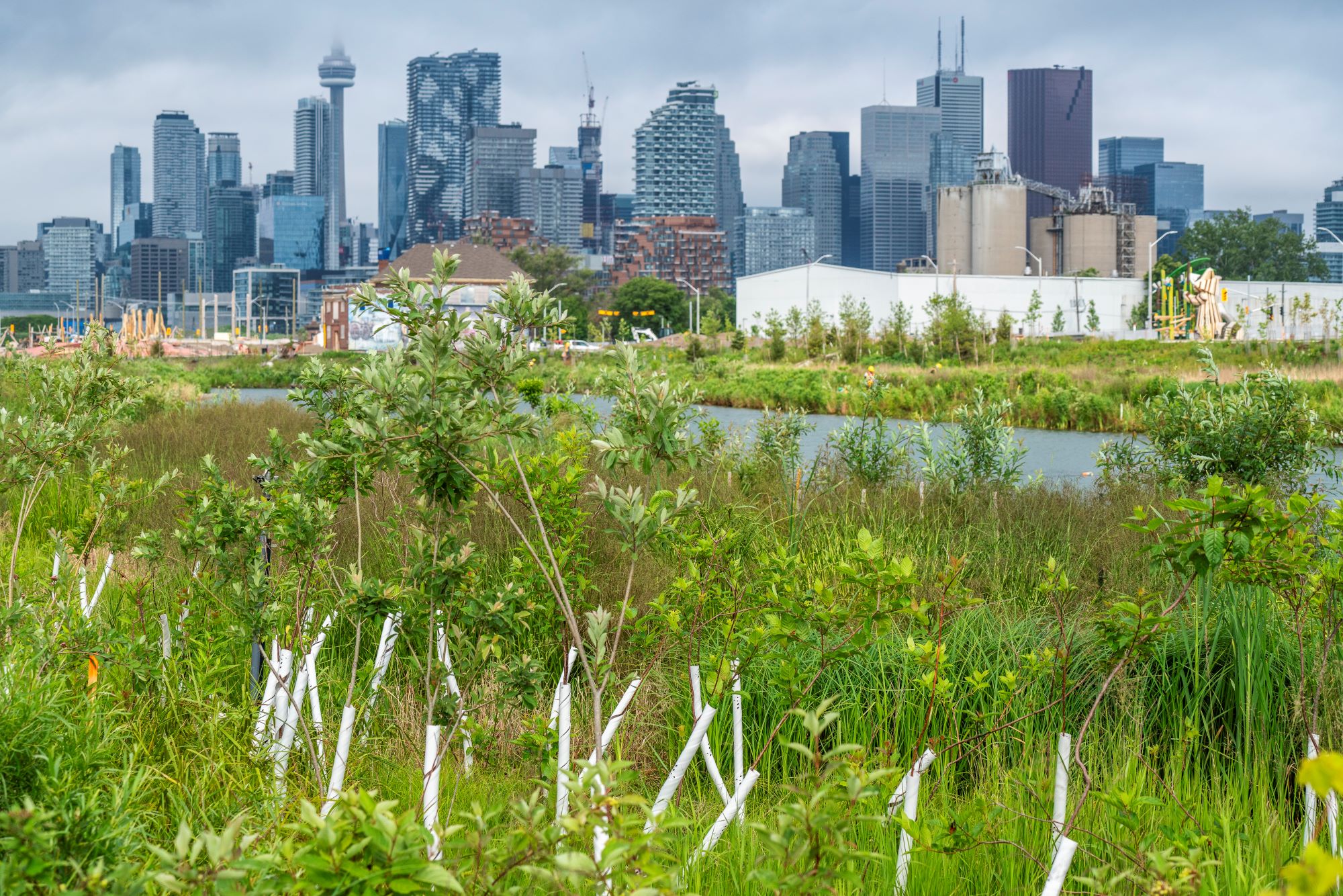 Looking towards the new island from the south side of the new river. /Waterfront Toronto, Vid Ingelevics/Ryan Walker